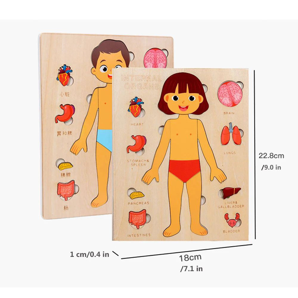 Montessori Wooden Human Body Organs Puzzle – Educational STEM Anatomy Puzzle
