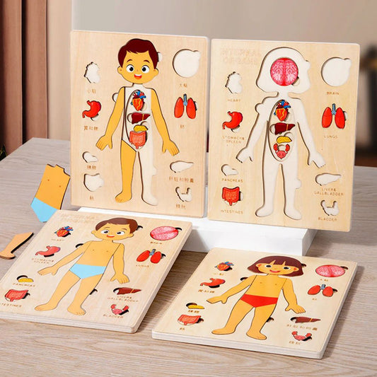 Montessori Wooden Human Body Organs Puzzle – Educational STEM Anatomy Puzzle