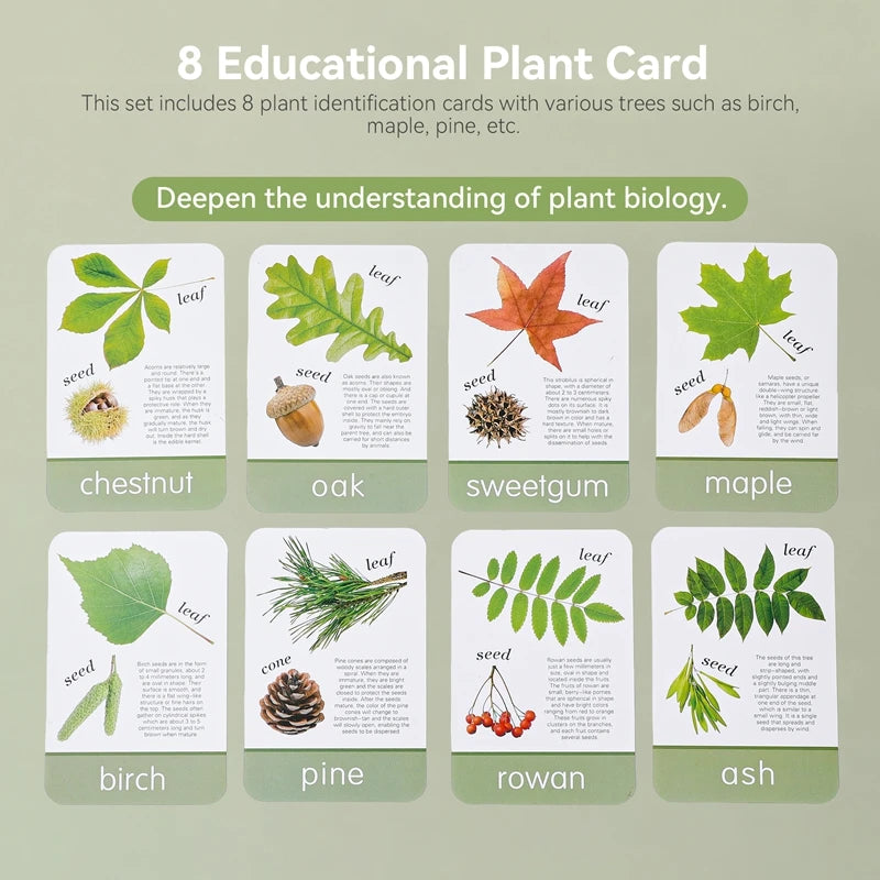 Nature Explorer Set – Wooden Magnifying Glass & Tree Identification Cards
