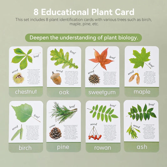 Nature Explorer Set – Wooden Magnifying Glass & Tree Identification Cards