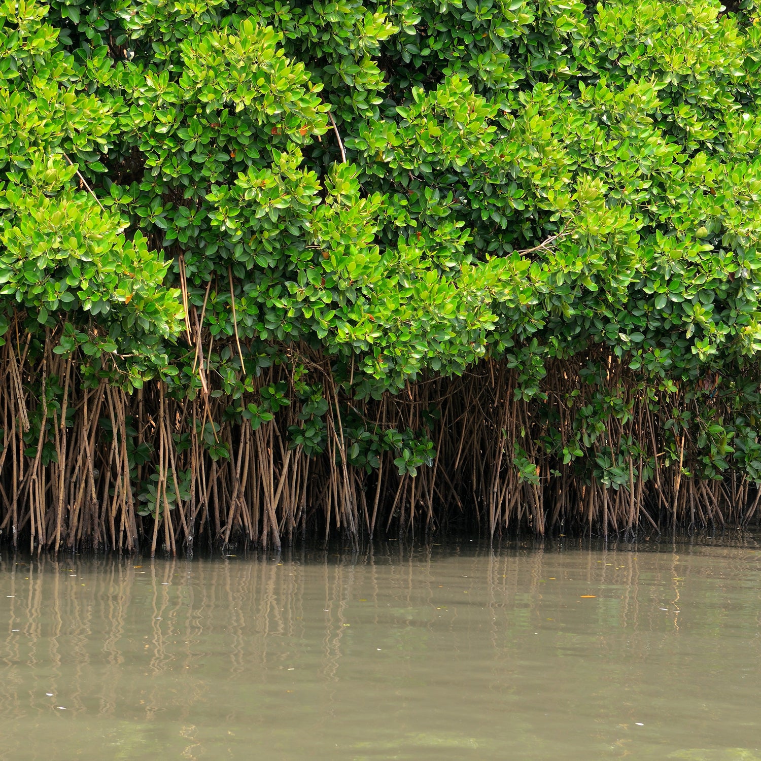 Mangrove trees with roots visible above waterline. Curious Moonbeam plants a mangrove with each order. 